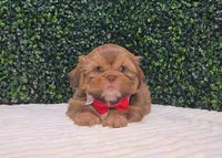 Walter Imperial, a male Shih Tzu for sale in Turlock, CA – 2 of 5
