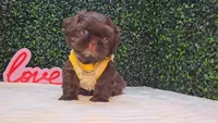 Luigi AKC, a male Shih Tzu for sale in Turlock, CA – 5 of 5