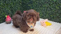 Zeus, a male Shih Tzu for sale in Turlock, CA – 2 of 6