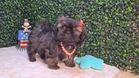 Abby, a female Shih Tzu for sale in Turlock, CA – 5 of 7