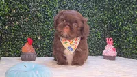 Luigi, a male Shih Tzu for sale in Turlock, CA – 3 of 4