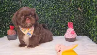 Zeus, a male Shih Tzu for sale in Turlock, CA – 4 of 6