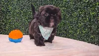 Scout AKC, a male Shih Tzu for sale in Turlock, CA – 2 of 6