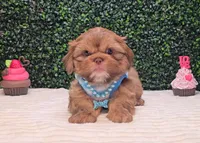 Walter Imperial, a male Shih Tzu for sale in Turlock, CA – 3 of 5