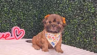 Chloe, a female Shih Tzu for sale in Turlock, CA – 5 of 6
