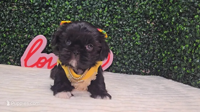Panda AKC – Shih Tzu puppy for sale in Turlock, CA