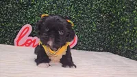 Panda, a female Shih Tzu for sale in Turlock, CA – 6 of 6