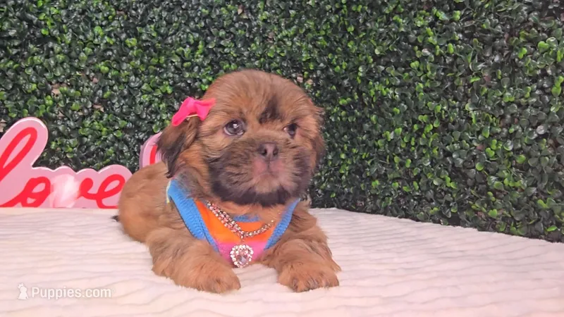 Chloe AKC – Shih Tzu puppy for sale in Turlock, CA