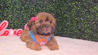 Chloe, a female Shih Tzu for sale in Turlock, CA – 2 of 6