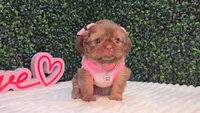 Abby, a female Shih Tzu for sale in Turlock, CA – 6 of 6