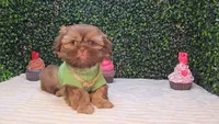 Cooper, a male Shih Tzu for sale in Turlock, CA – 3 of 6