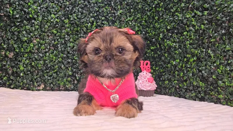 Molly AKC – Shih Tzu puppy for sale in Turlock, CA