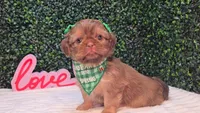 Abby, a female Shih Tzu for sale in Turlock, CA – 5 of 6