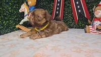 Charlie, a male Shih Tzu for sale in Turlock, CA – 7 of 9
