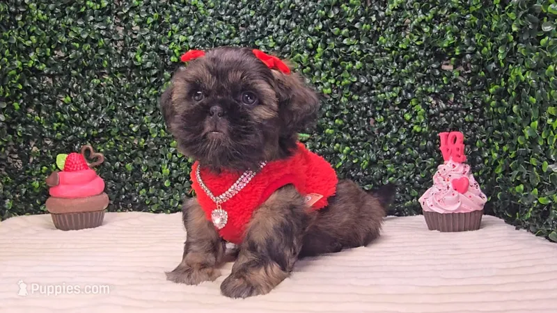 Dory AKC – Shih Tzu puppy for sale in Turlock, CA
