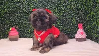 Dory AKC, a female Shih Tzu for sale in Turlock, CA – 1 of 6