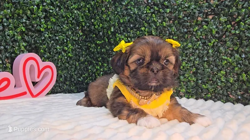Molly – Shih Tzu puppy for sale in Turlock, CA