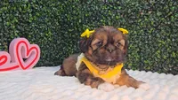 Molly, a female Shih Tzu for sale in Turlock, CA – 3 of 5