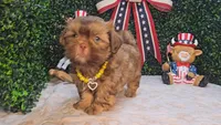 Charlie, a male Shih Tzu for sale in Turlock, CA – 2 of 9