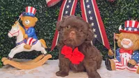 Bruno, a male Shih Tzu for sale in Turlock, CA – 4 of 5