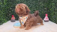 Cooper, a male Shih Tzu for sale in Turlock, CA – 2 of 6