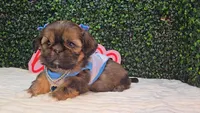 Molly, a female Shih Tzu for sale in Turlock, CA – 5 of 5