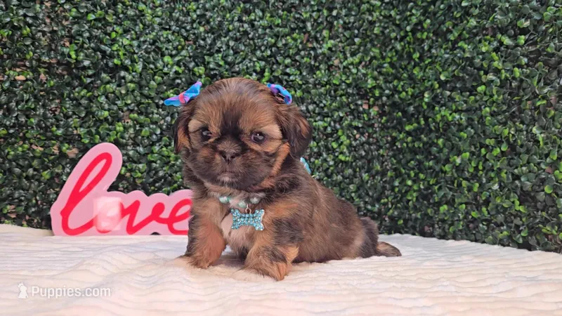 Molly AKC – Shih Tzu puppy for sale in Turlock, CA