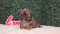 Molly, a female Shih Tzu for sale in Turlock, CA – 2 of 5
