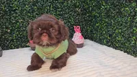 Zeus, a male Shih Tzu for sale in Turlock, CA – 6 of 6
