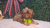 Charlie, a male Shih Tzu for sale in Turlock, CA – 9 of 9