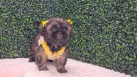 Dory AKC, a female Shih Tzu for sale in Turlock, CA – 5 of 6