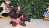 Abby, a female Shih Tzu for sale in Turlock, CA – 2 of 7
