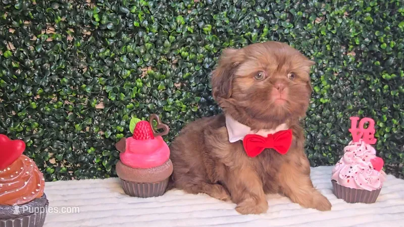 Cooper – Shih Tzu puppy for sale in Turlock, CA