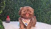 Cooper, a male Shih Tzu for sale in Turlock, CA – 5 of 6