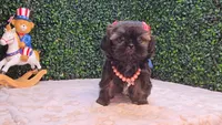 Abby, a female Shih Tzu for sale in Turlock, CA – 7 of 7