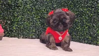 Dory AKC, a female Shih Tzu for sale in Turlock, CA – 4 of 6