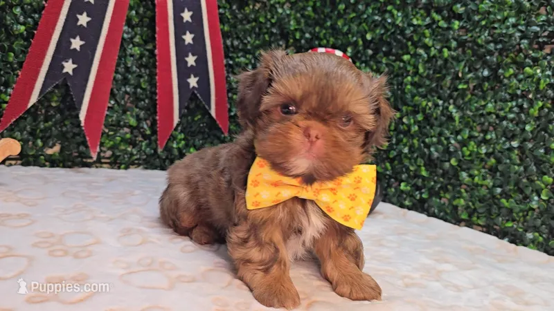 Walter – Shih Tzu puppy for sale in Turlock, CA