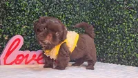 Luigi AKC, a male Shih Tzu for sale in Turlock, CA – 3 of 5