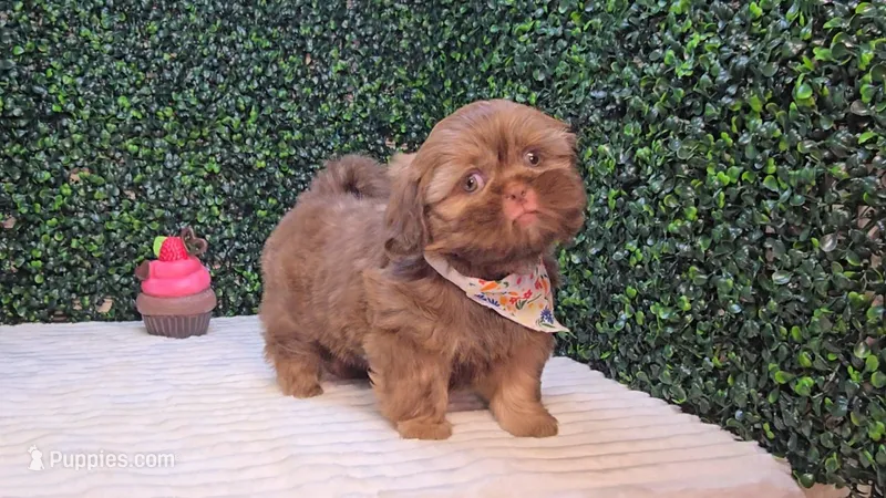Cooper – Shih Tzu puppy for sale in Turlock, CA