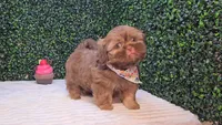 Cooper, a male Shih Tzu for sale in Turlock, CA – 6 of 6