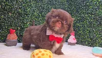 Luigi, a male Shih Tzu for sale in Turlock, CA – 4 of 4