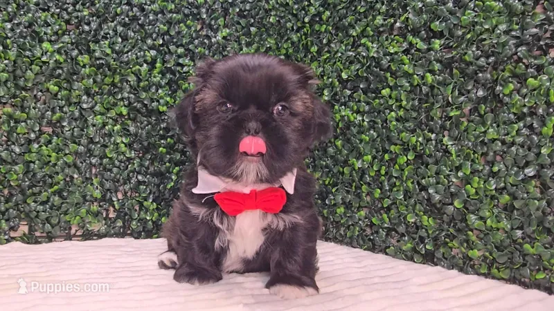 Scout – Shih Tzu puppy for sale in Turlock, CA