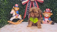Charlie, a male Shih Tzu for sale in Turlock, CA – 5 of 9