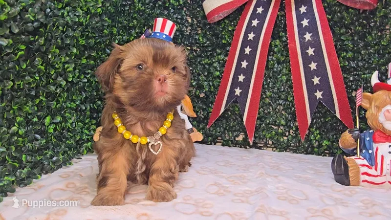 Charlie – Shih Tzu puppy for sale in Turlock, CA