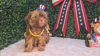 Charlie, a male Shih Tzu for sale in Turlock, CA – 1 of 9