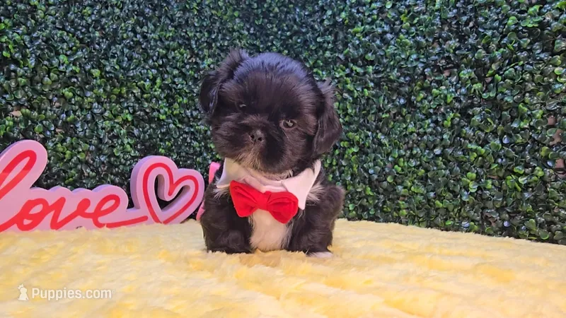 Charlie – Shih Tzu puppy for sale in Turlock, CA