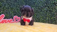 Charlie, a male Shih Tzu for sale in Turlock, CA – 1 of 3