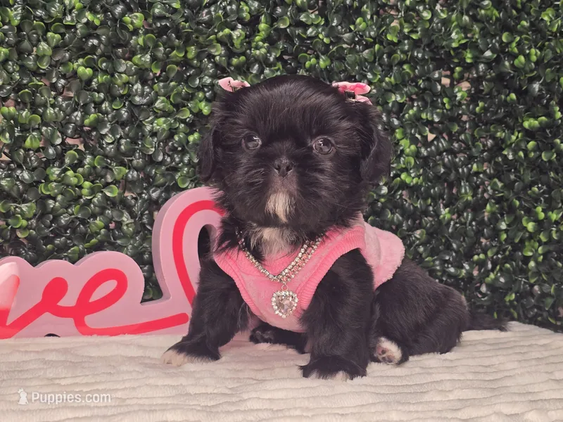 Panda – Shih Tzu puppy for sale in Turlock, CA