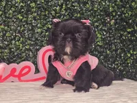 Panda, a female Shih Tzu for sale in Turlock, CA – 1 of 6