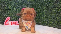 Ozzy, a female Shih Tzu for sale in Turlock, CA – 5 of 5